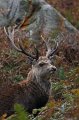 38 - Deer - FITZPATRICK COLM - ireland